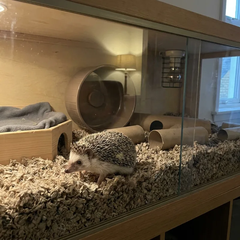 African Pygmy Hedgehog