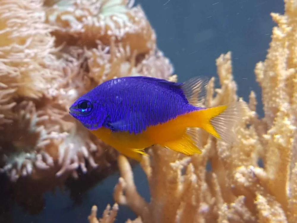 Azure Damselfish