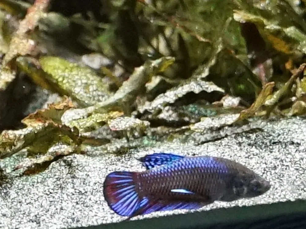 Betta