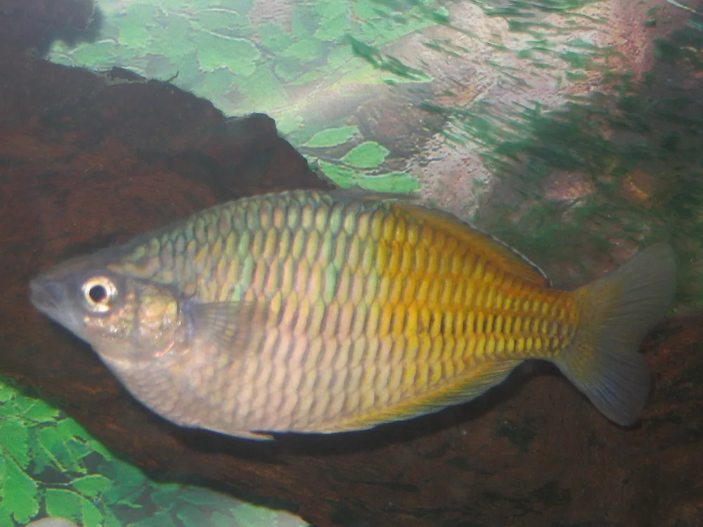Boeseman's Rainbowfish