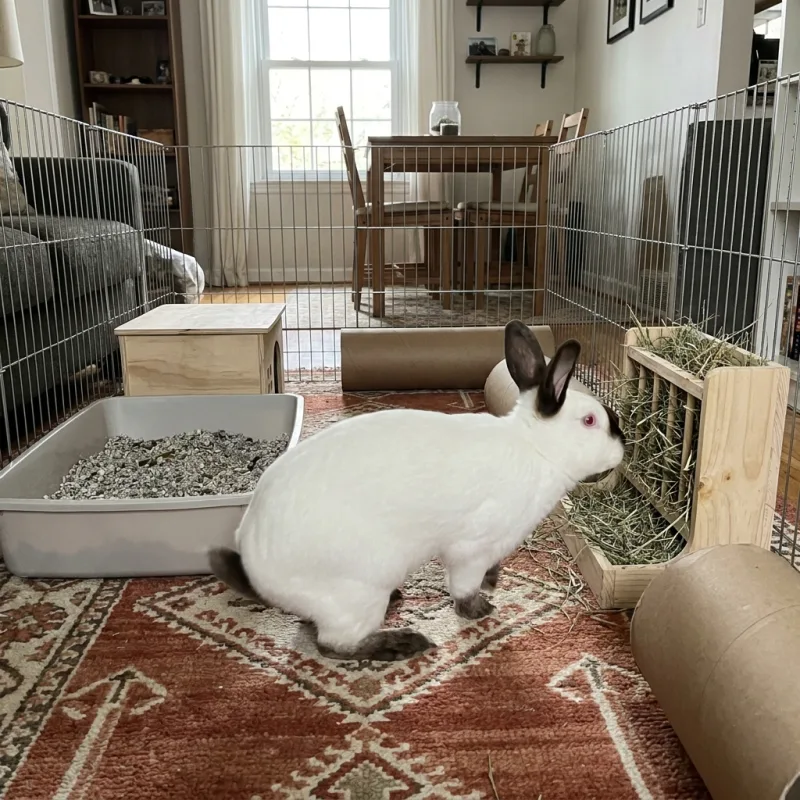Californian Rabbit