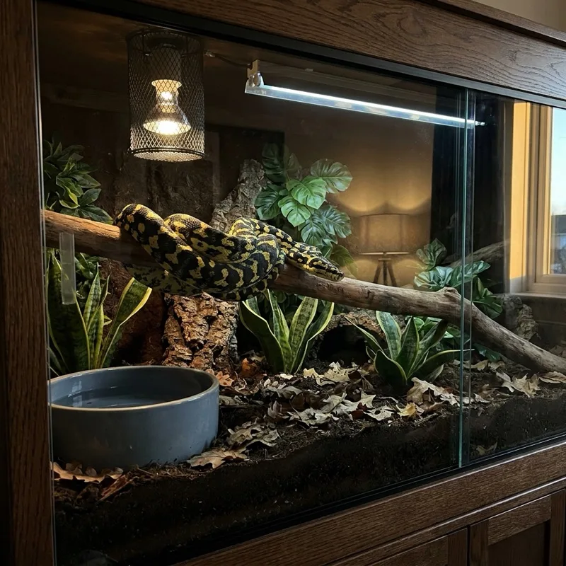 Carpet Python
