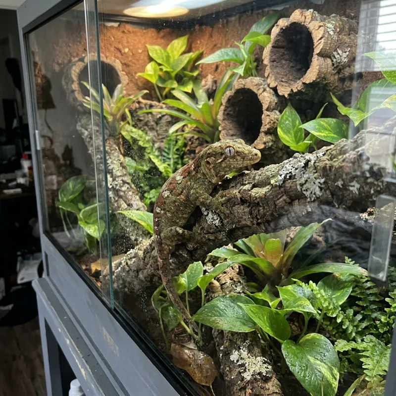 Chahoua Gecko