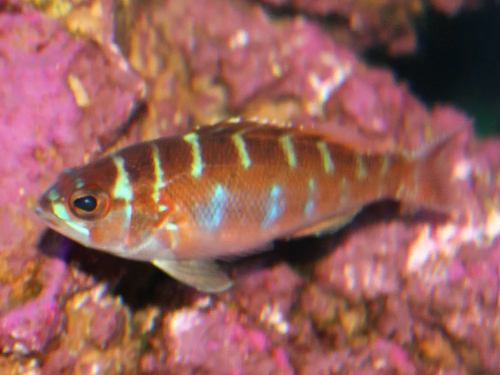Chalk Bass