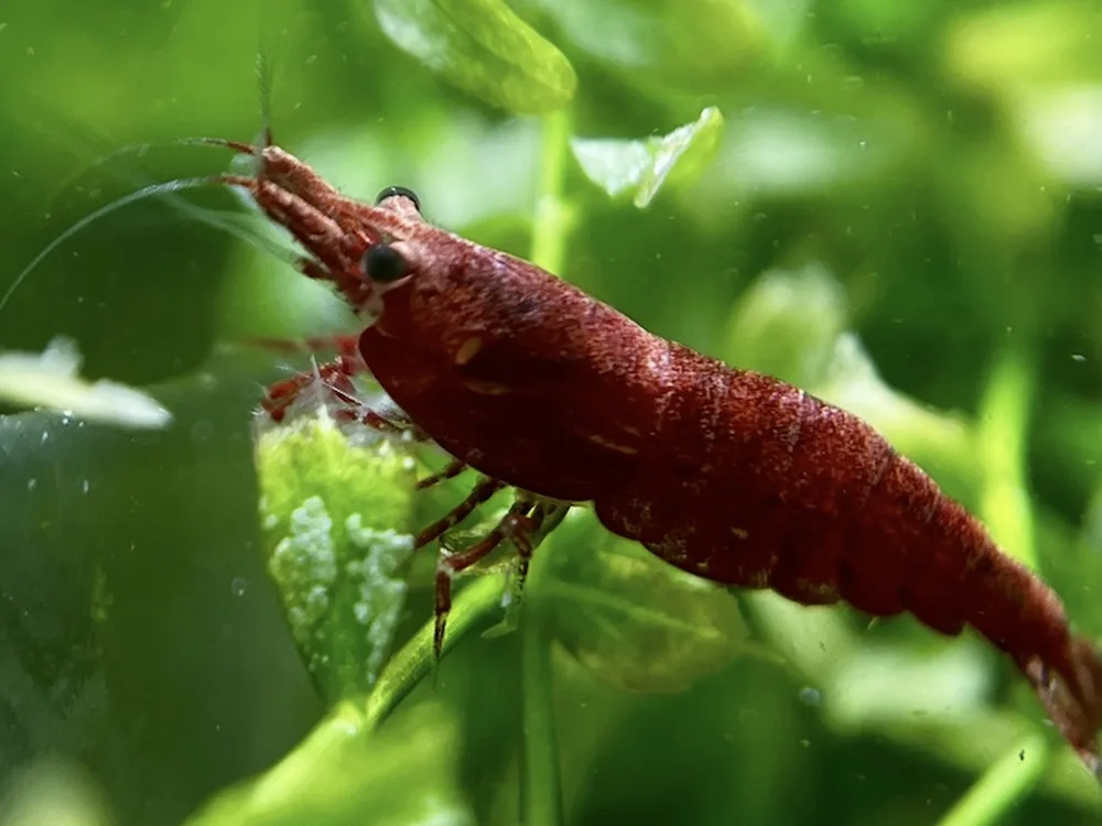 Cherry Shrimp