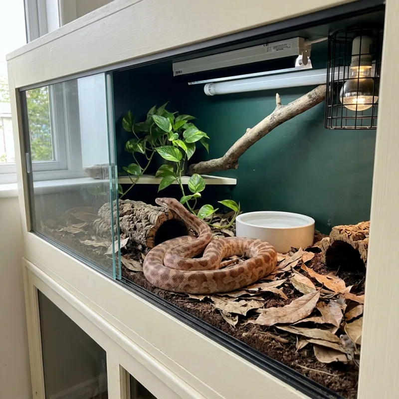Children's Python