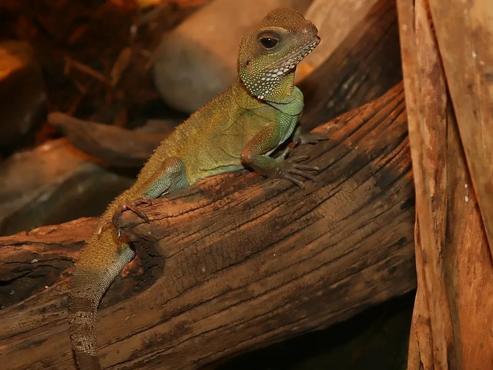Chinese Water Dragon