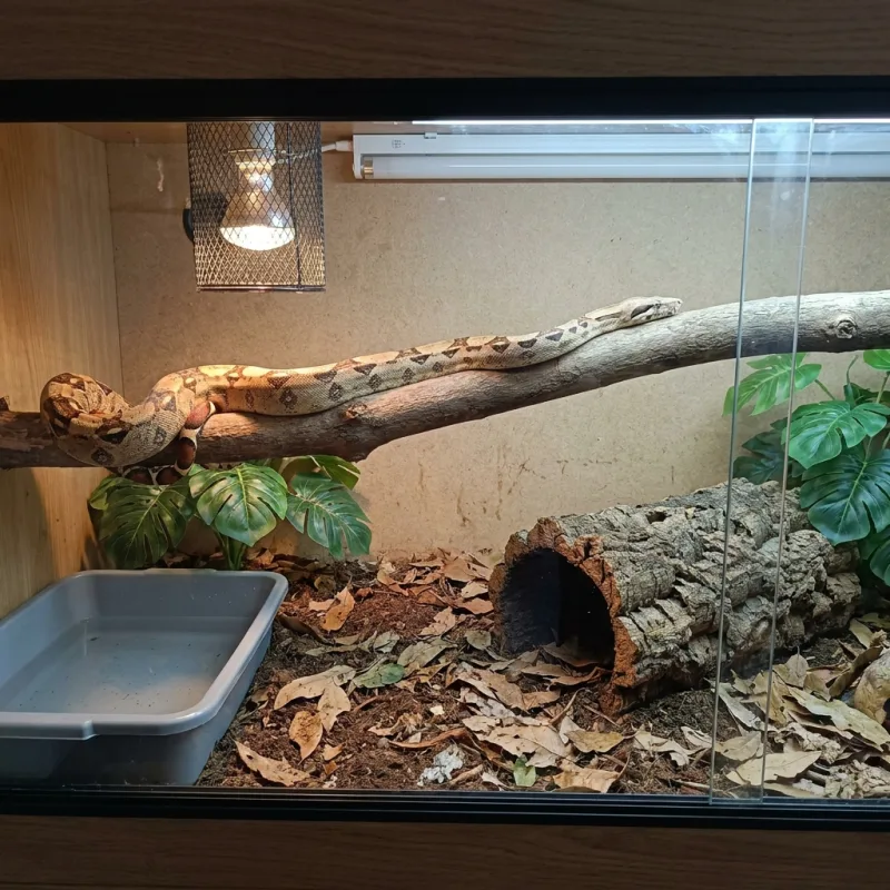 Common Boa