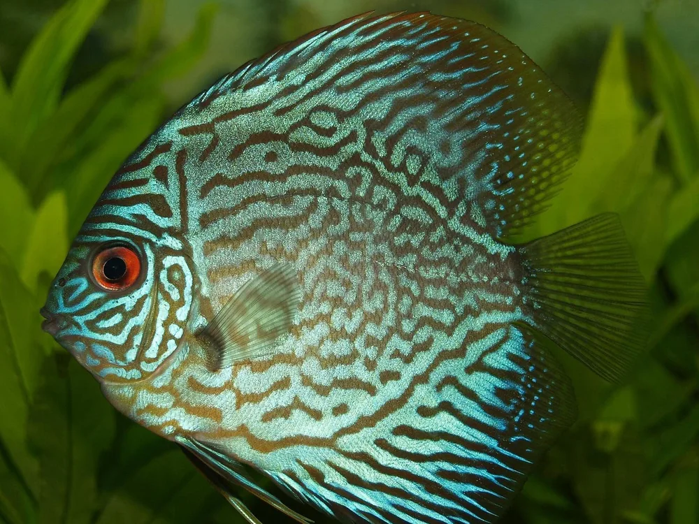 Discus