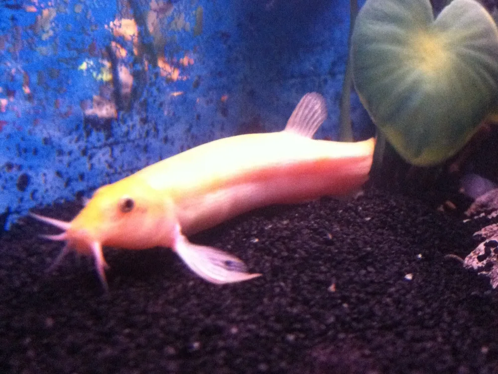 Dojo Loach