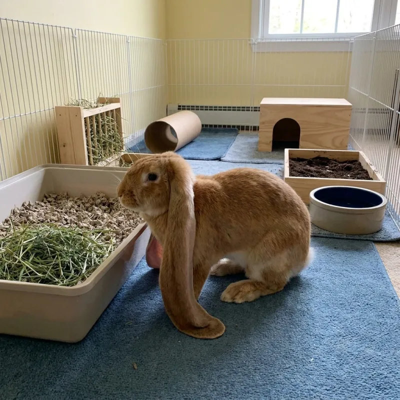 English Lop Rabbit