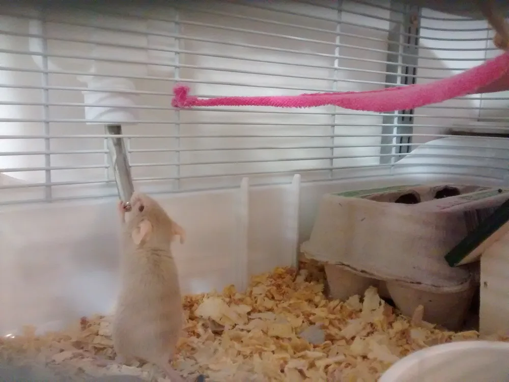 Fancy Mouse