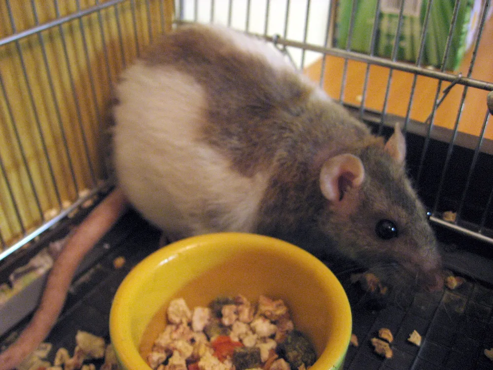 Fancy Rat