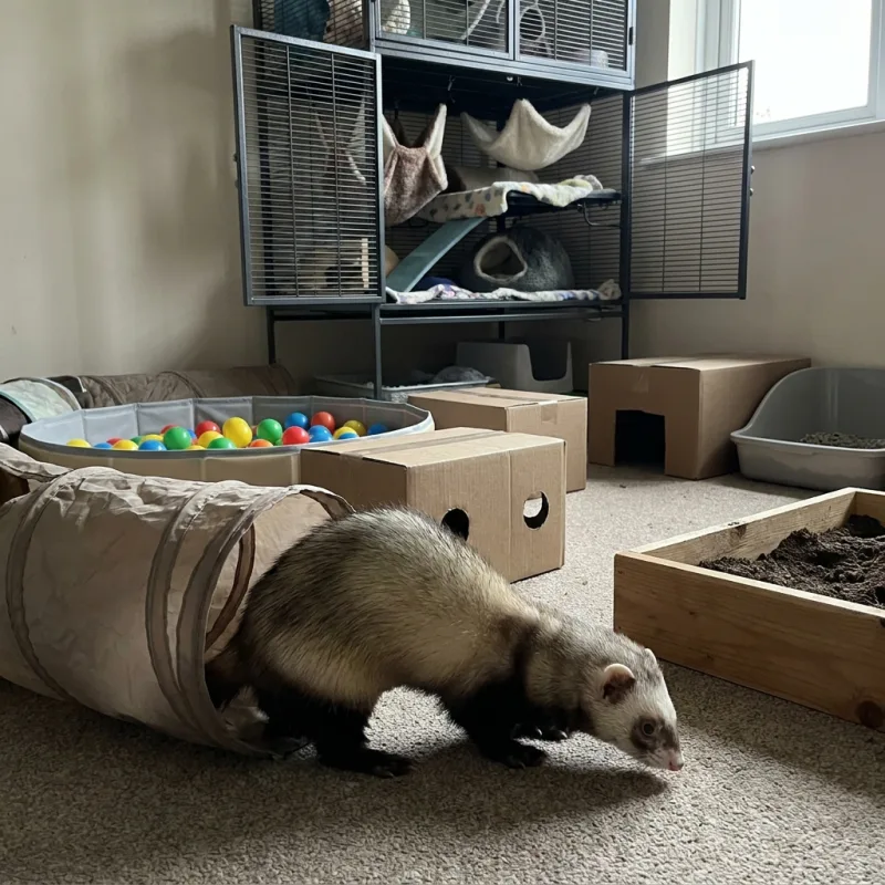 Ferret