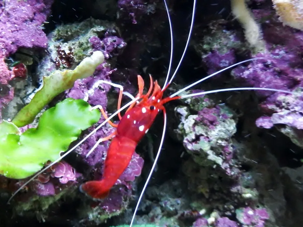 Blood Red Fire Shrimp