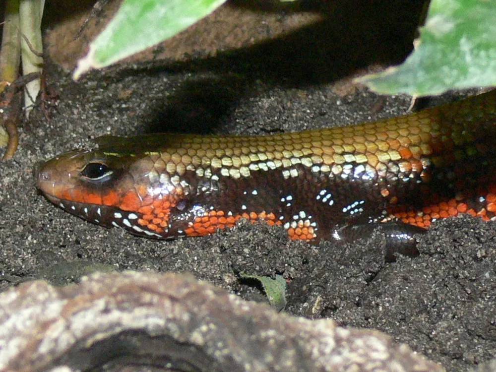 Fire Skink