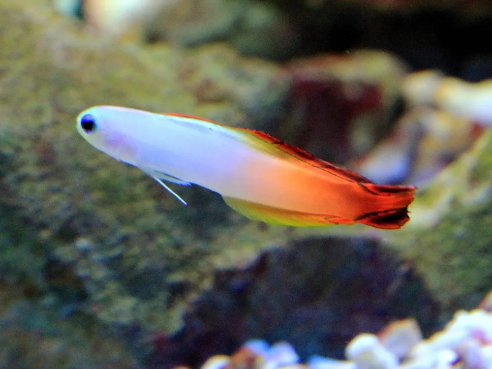 Firefish Goby