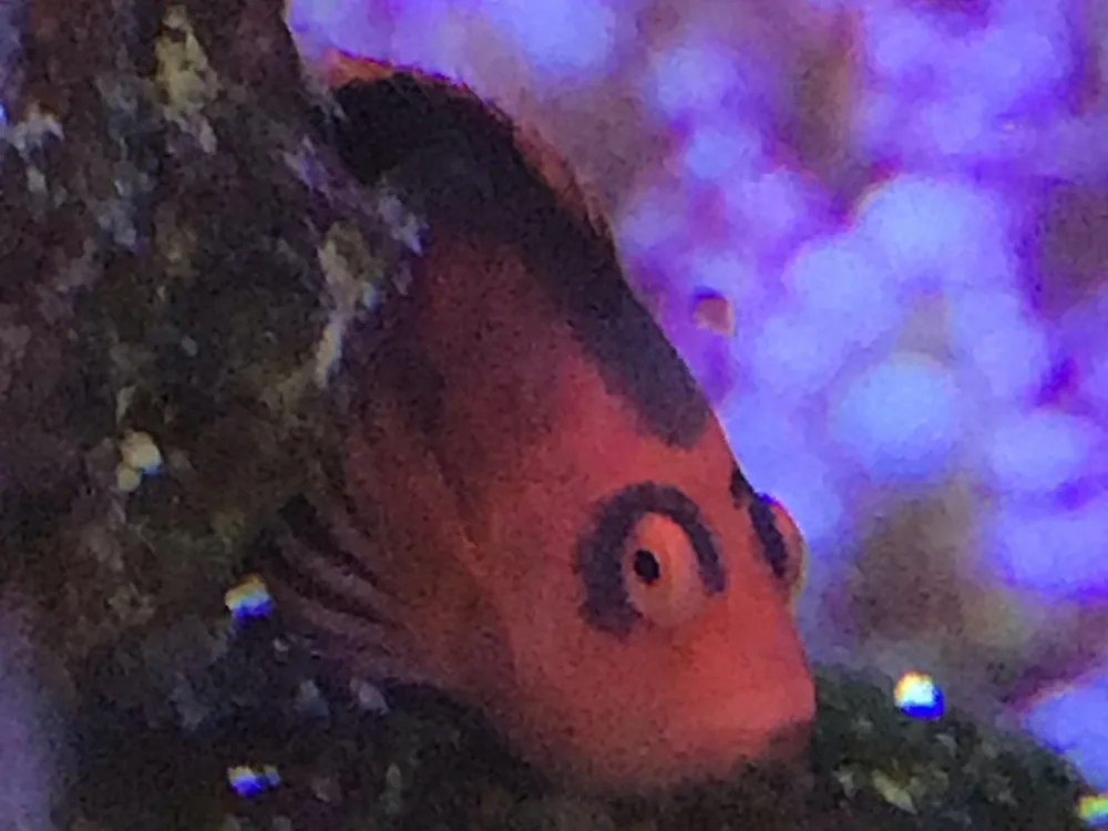 Flame Hawkfish