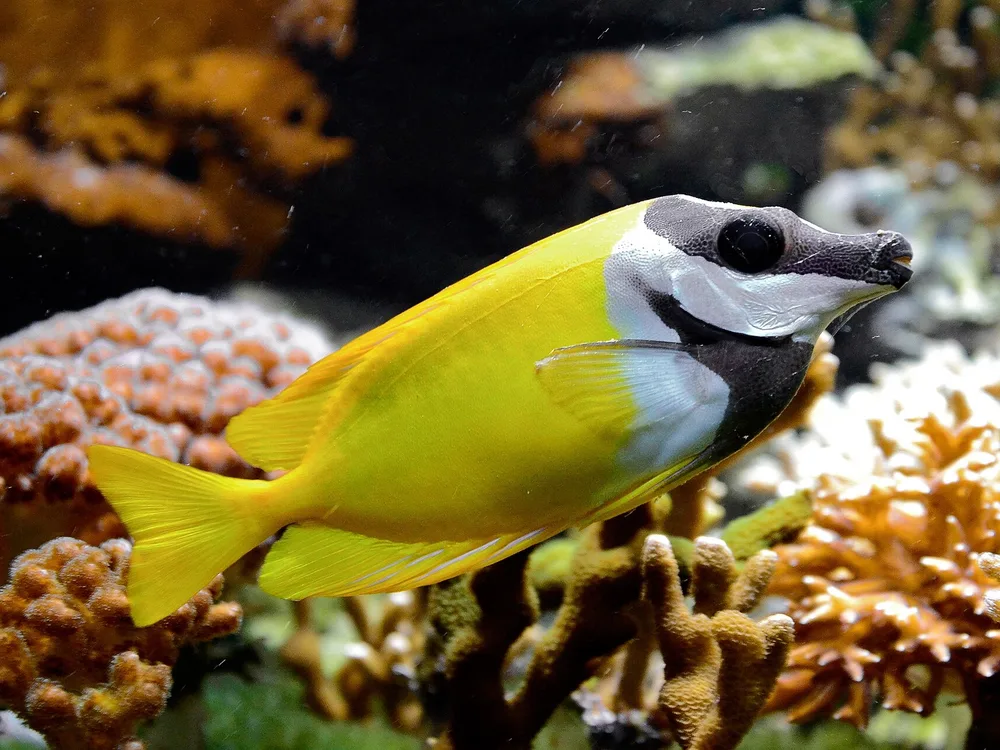 Foxface Rabbitfish