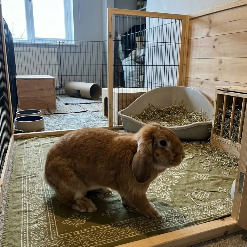 French Lop Rabbit