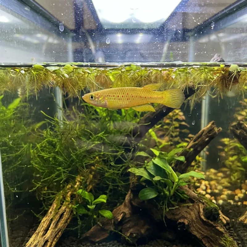 Golden Wonder Killifish