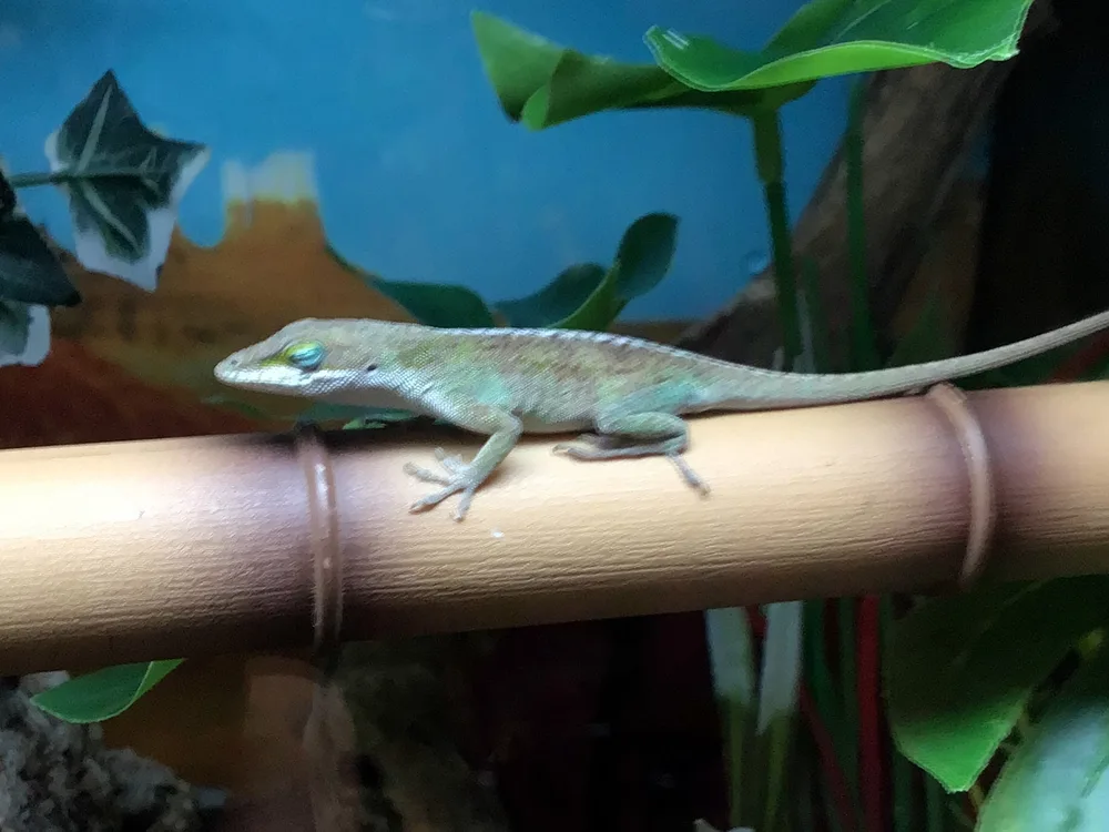 Green Anole