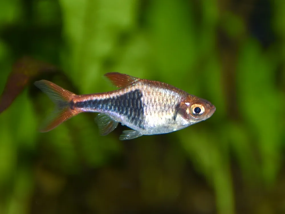 Harlequin Rasbora