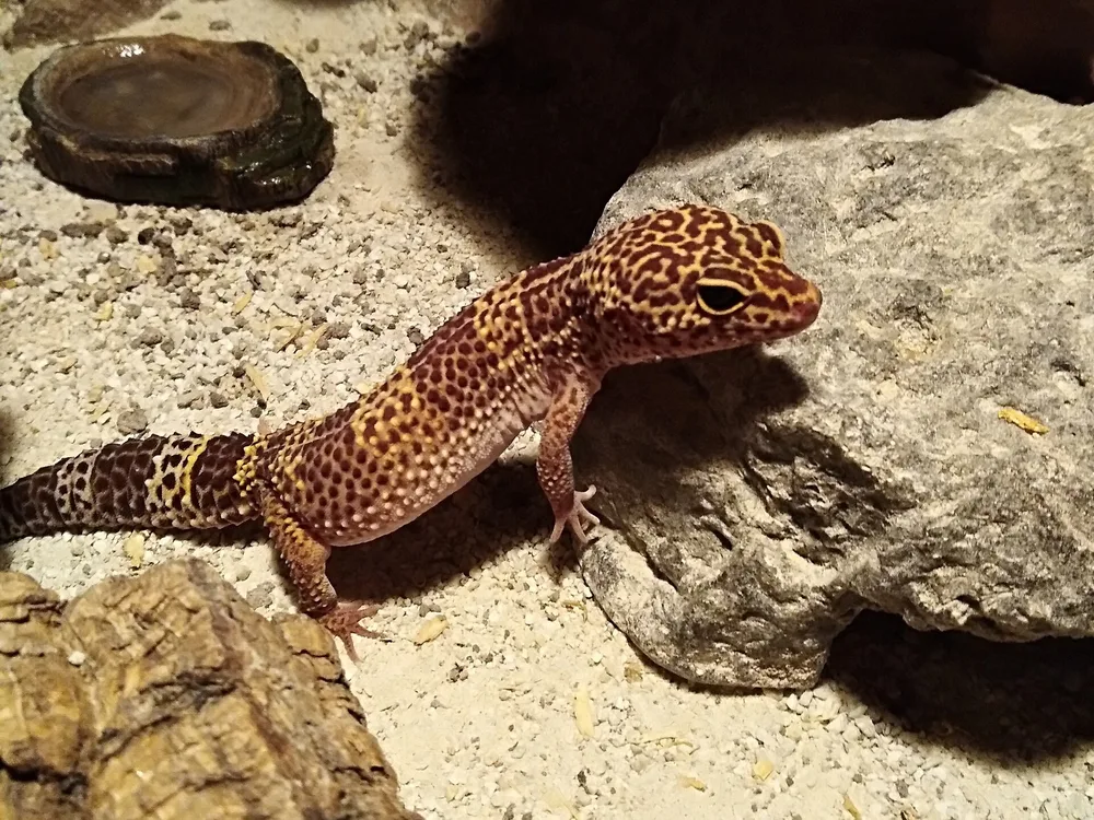 Leopard Gecko