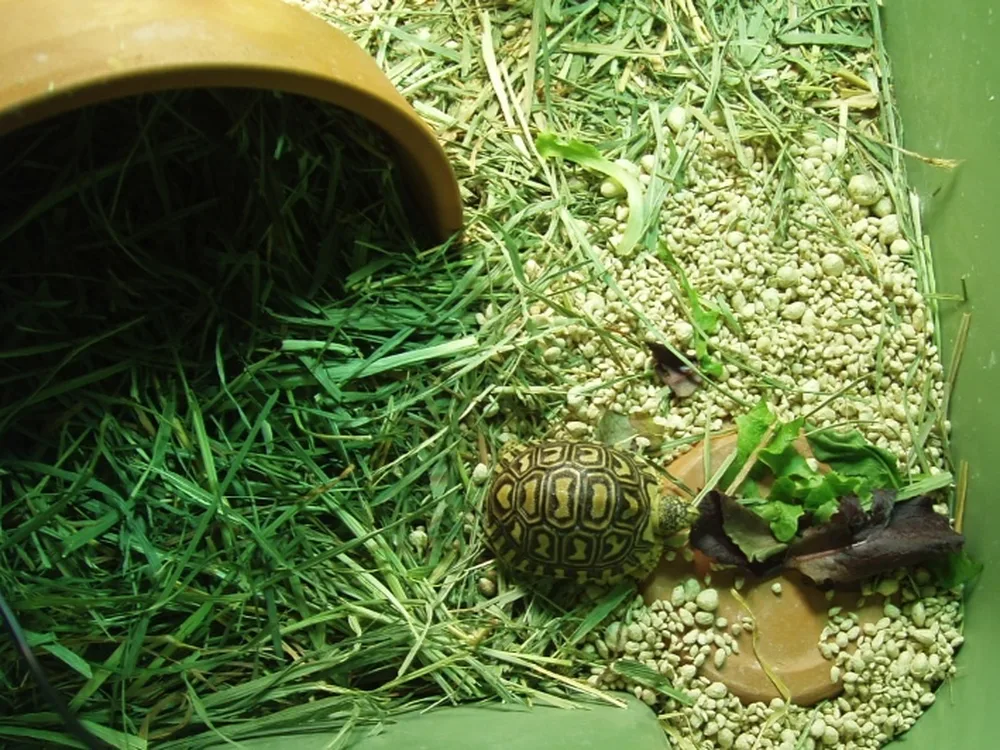 Leopard Tortoise