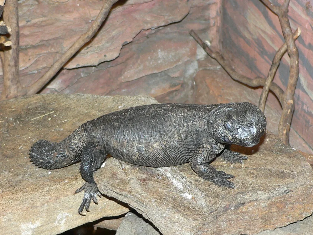 Mali Uromastyx