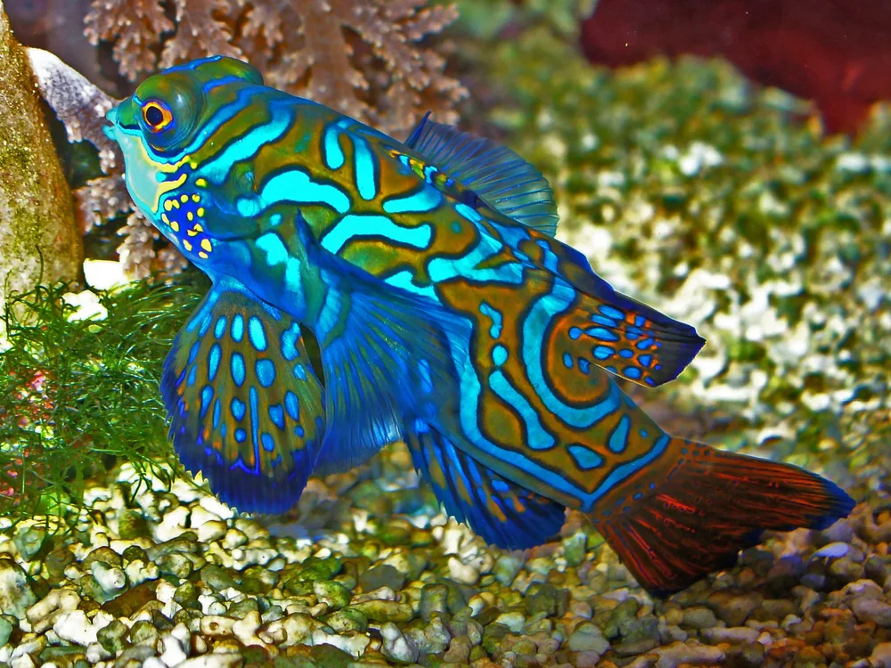Mandarin Dragonet