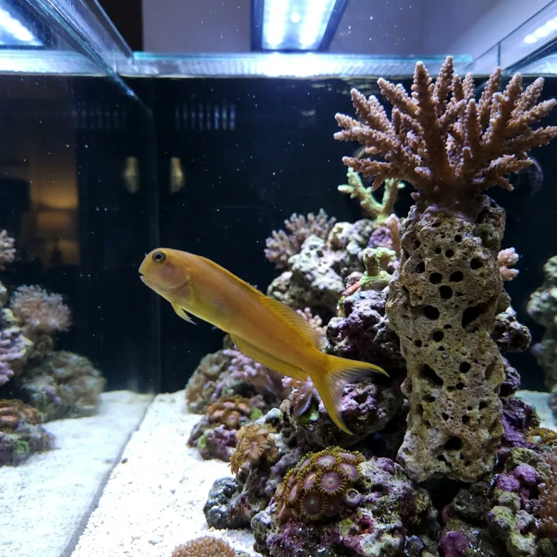 Midas Blenny
