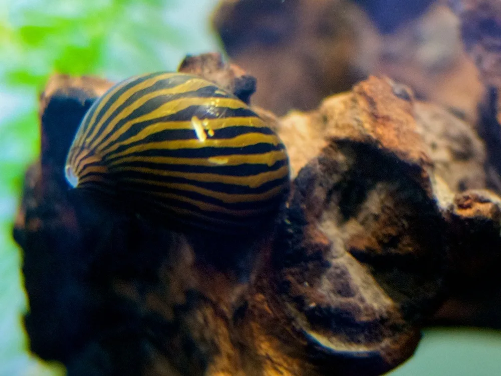 Zebra Nerite Snail