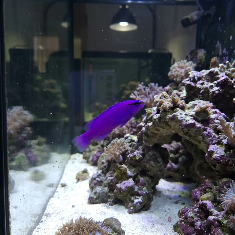 Orchid Dottyback