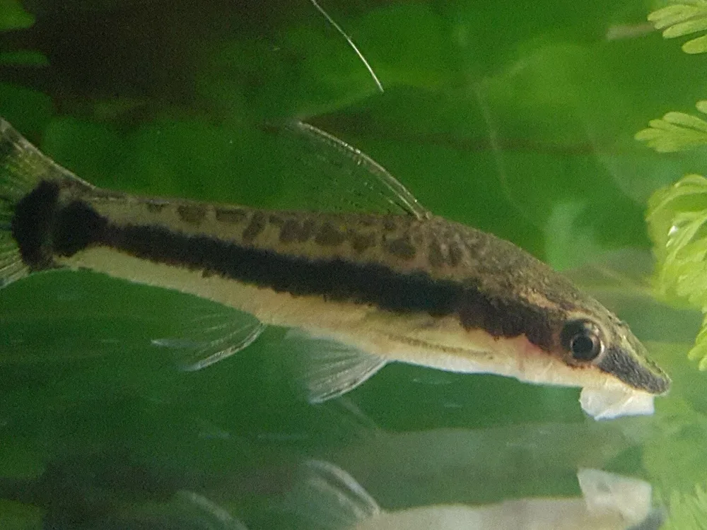 Otocinclus