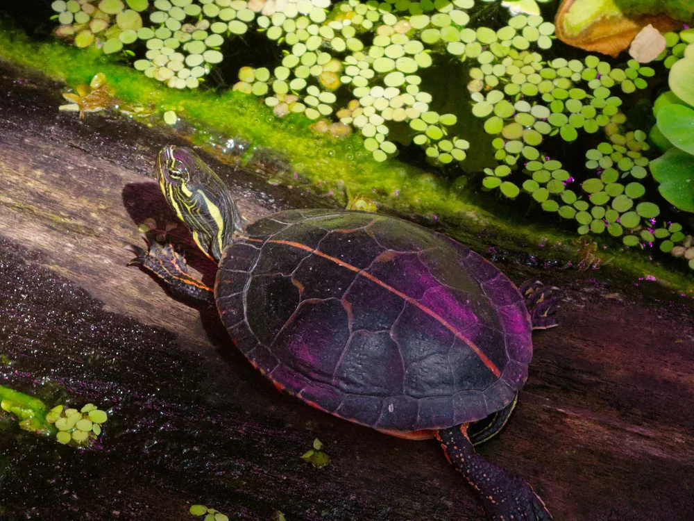 Painted Turtle