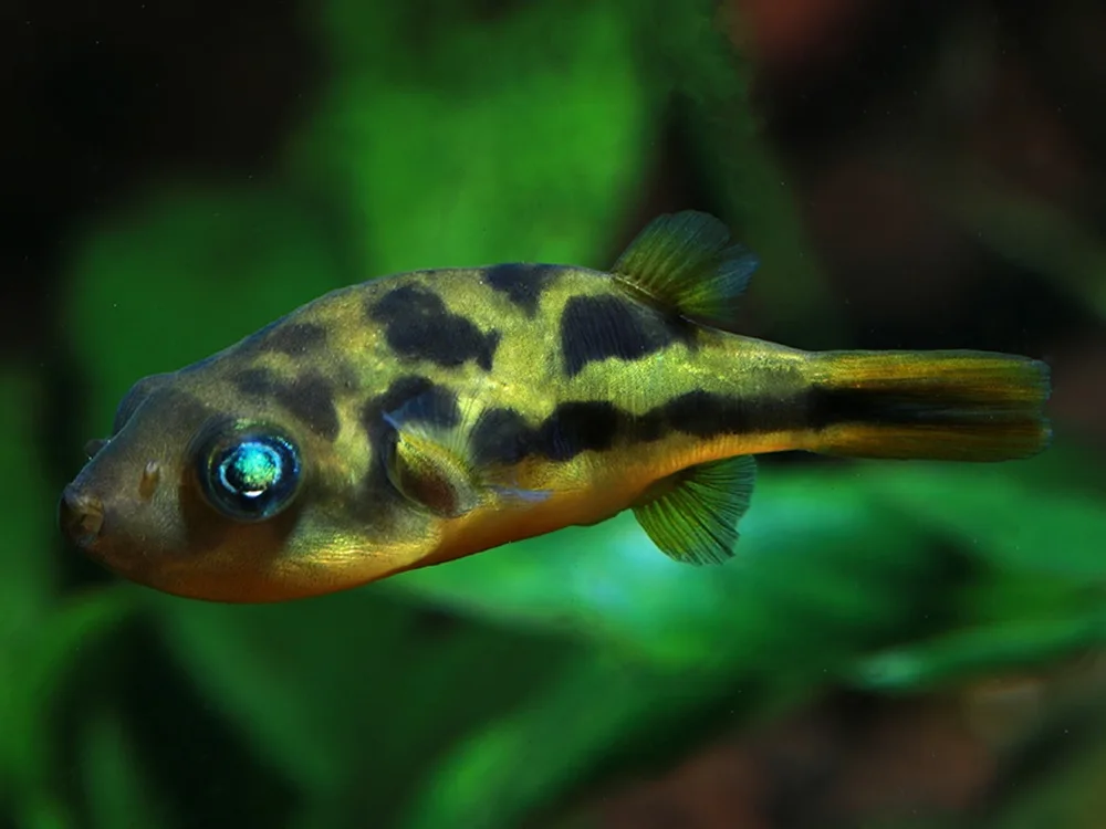 Pea Puffer