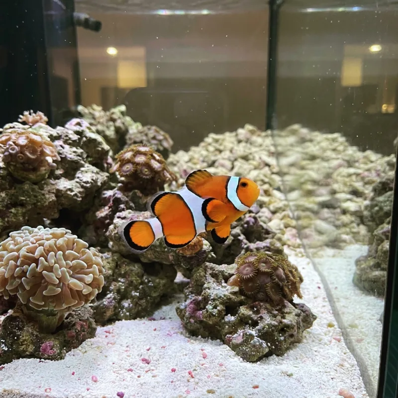 True Percula Clownfish