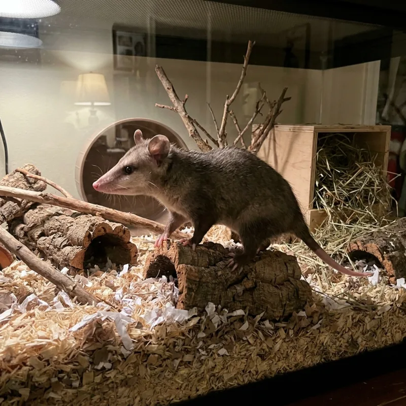 Short-tailed Opossum