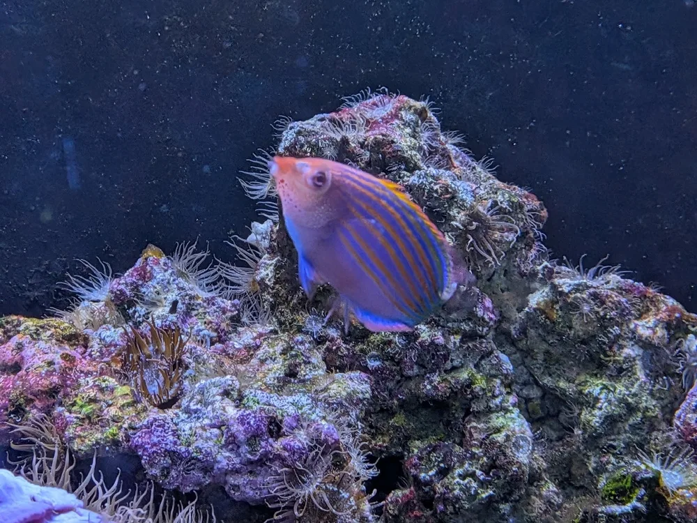 Sixline Wrasse