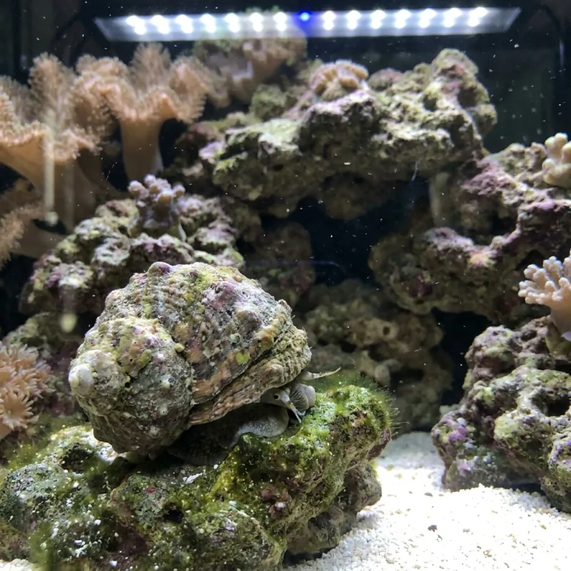 Mexican Turbo Snail