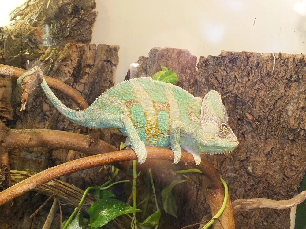 Veiled Chameleon