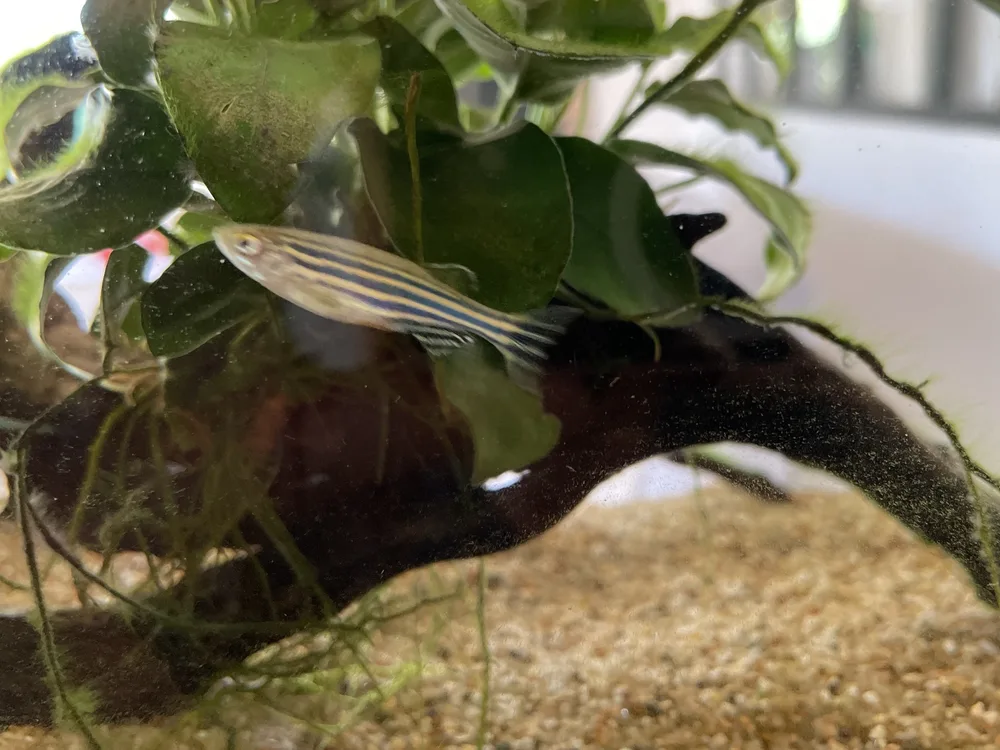 Zebra Danio